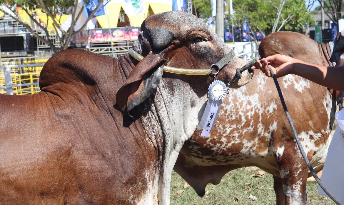 26ª Expo Aracruz: Agropecuária movimenta negócios milionários e reforça posição estratégica do município no setor