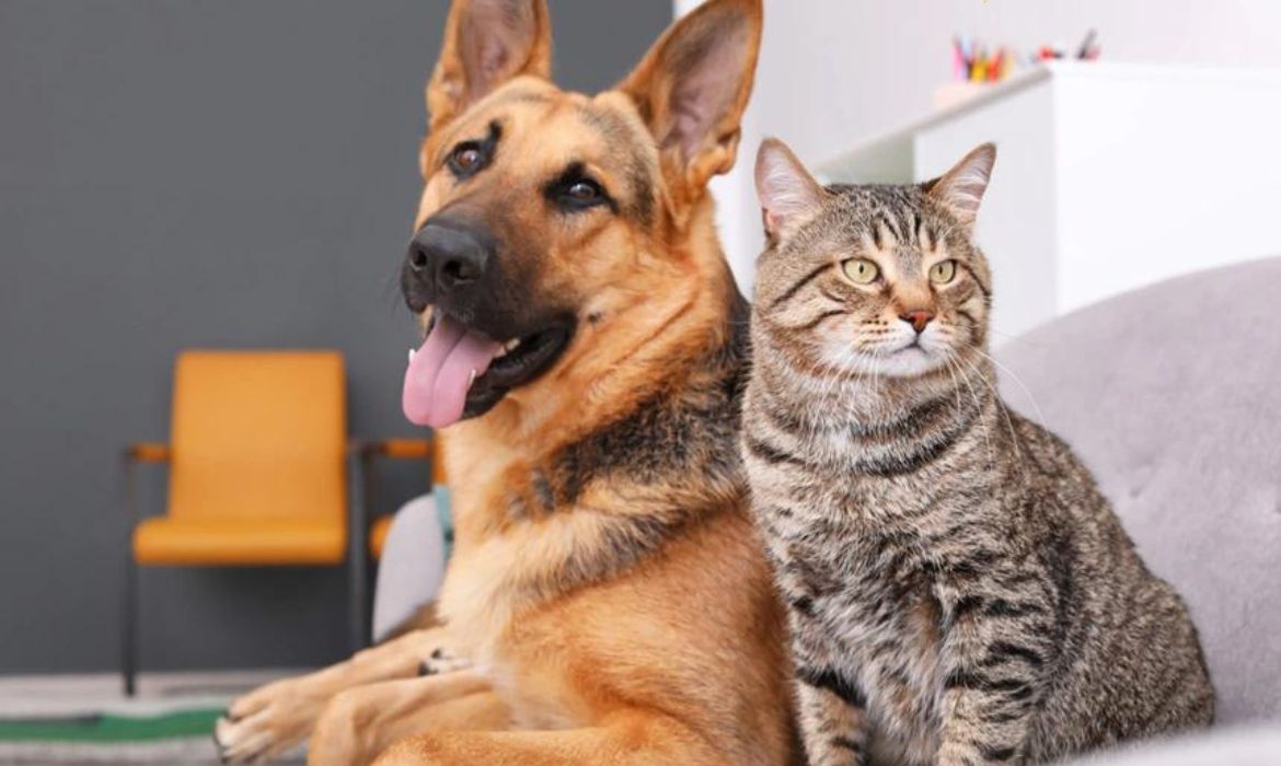 Concurso pet acontece neste sábado (29), durante o evento Abril Laranja