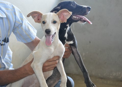 Sábado (14) é dia de Feira de Adoção de Cães e Gatos em Aracruz
