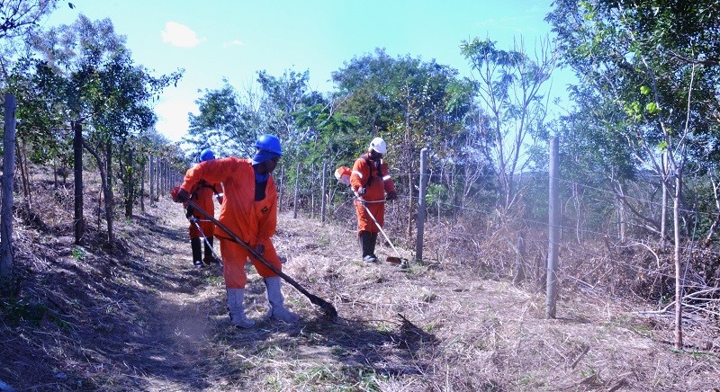 Área em recuperação do Aricanga recebe manutenção 