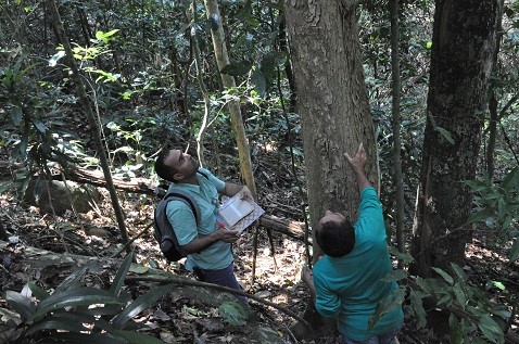 Secretaria do Meio Ambiente identifica árvores do Aricanga