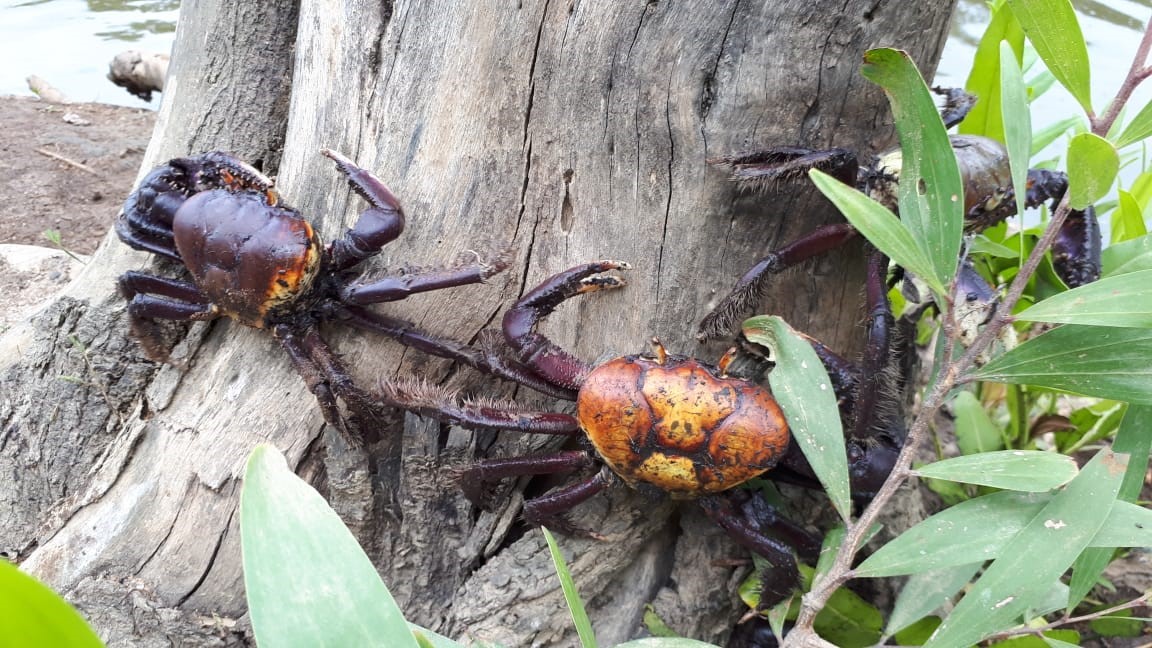 Período de defeso do caranguejo-uçá vai até dia 31 de dezembro