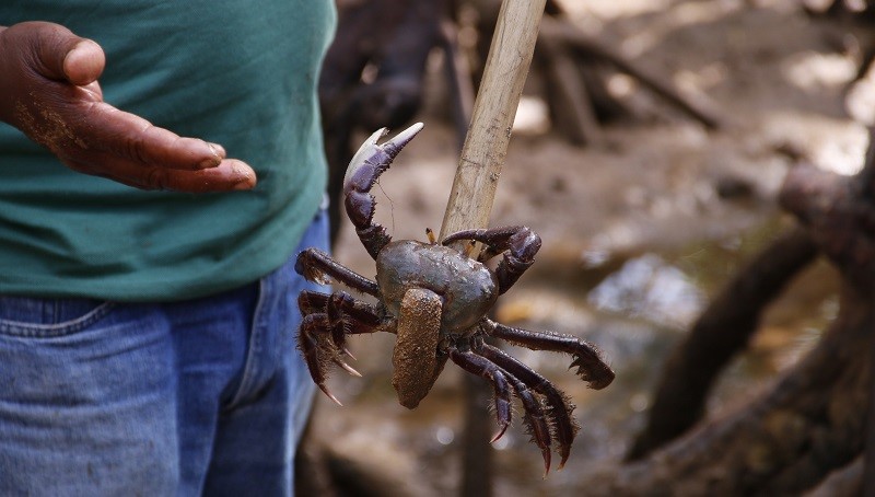 Vida no Mangue: cadastro e recadastro para catadores de caranguejo até quarta-feira